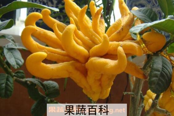  佛手的功效与作用 佛手的食用方法