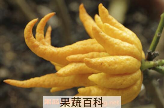  佛手的功效与作用 佛手的食用方法