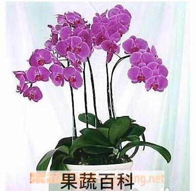 果蔬百科蝴蝶兰