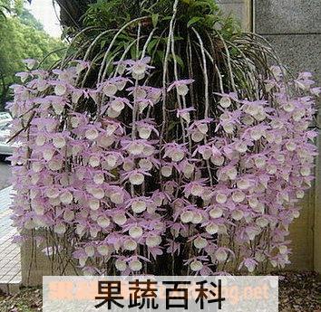 果蔬百科兜唇石斛
