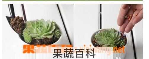 果蔬百科观音莲的养殖方法