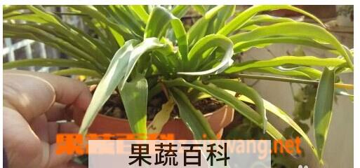 果蔬百科吊兰