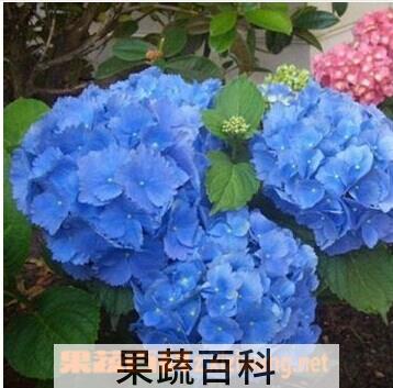 果蔬百科绣球花
