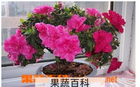 杜鹃花的养殖方法和注意事项 地栽 杜鹃花的养殖方法和注意事项 盆栽