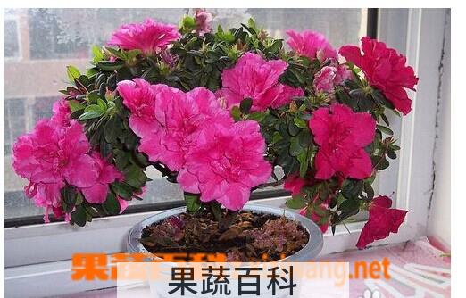 果蔬百科杜鹃花