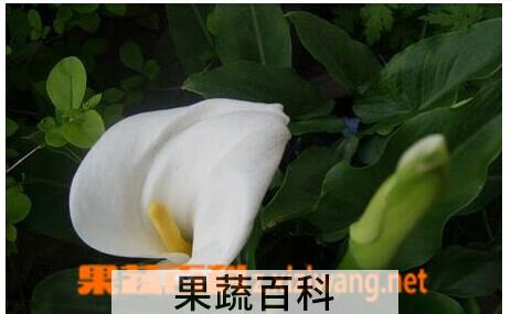 果蔬百科马蹄莲