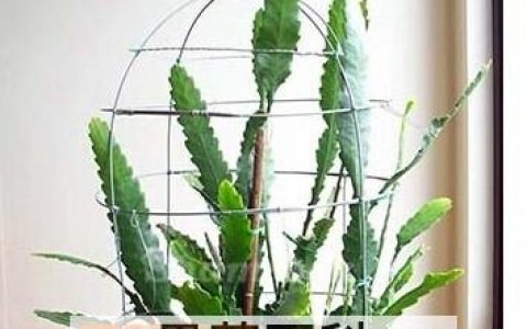 令箭荷花的养殖方法和注意事项 令箭荷花怎么养殖方法