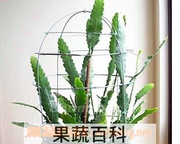 果蔬百科令箭荷花