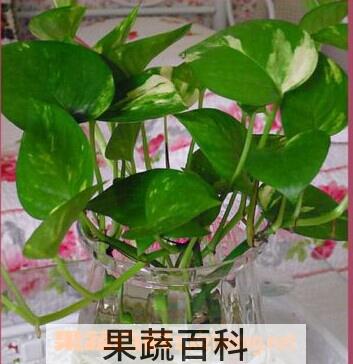 果蔬百科水培绿萝