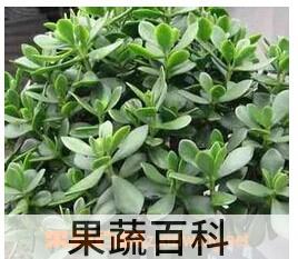 果蔬百科玉树