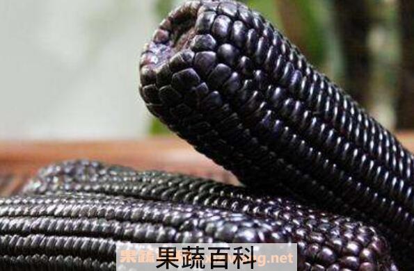 黑玉米糁的功效与作用