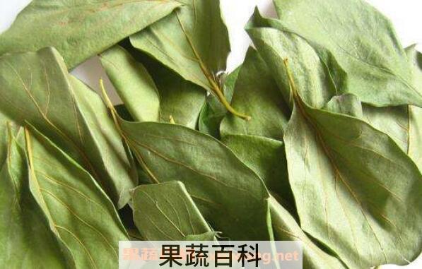 柿子叶泡水喝的功效 柿子叶泡水喝的危害