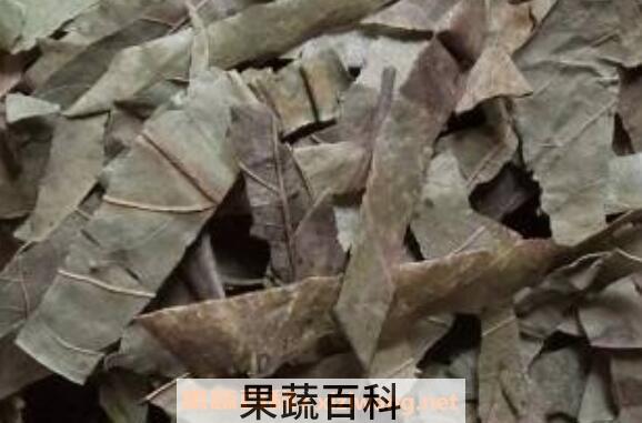 柿子叶泡水喝的功效 柿子叶泡水喝的危害