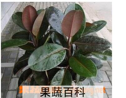 果蔬百科橡皮树的养殖方法