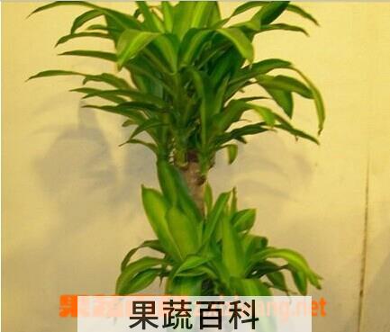 果蔬百科巴西木