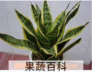 果蔬百科虎皮兰