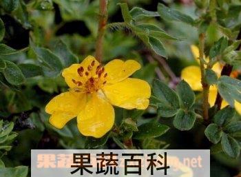 果蔬百科金露梅