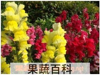 果蔬百科金鱼草