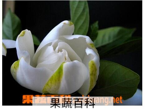 果蔬百科栀子花