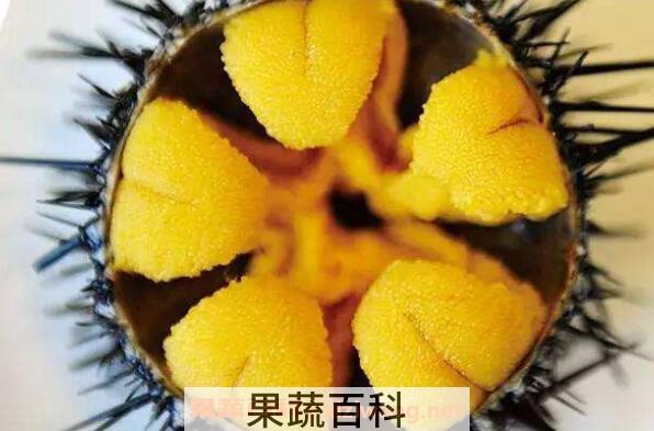 海胆的营养价值 吃海胆的好处与功效