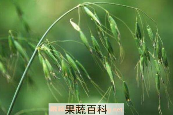 如何区分野燕麦和雀麦 雀麦与野燕麦的区别