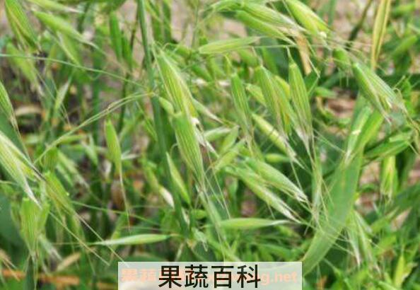 如何区分野燕麦和雀麦 雀麦与野燕麦的区别