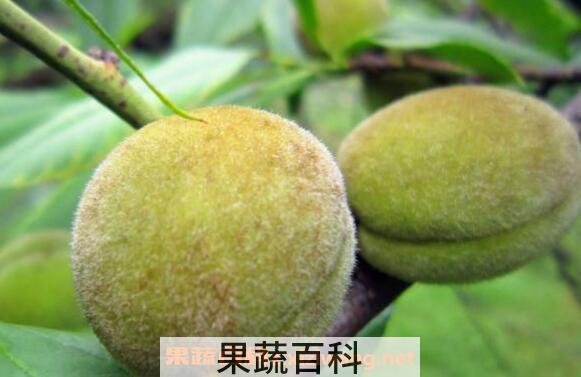 野桃子泡酒的功效与作用