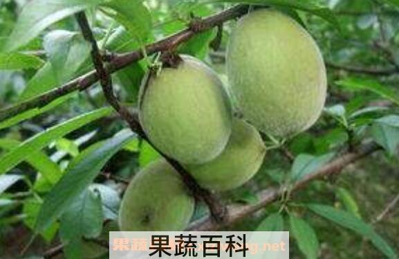 野桃子泡酒的功效与作用
