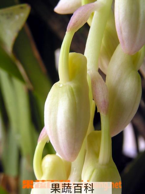 果蔬百科球花石斛