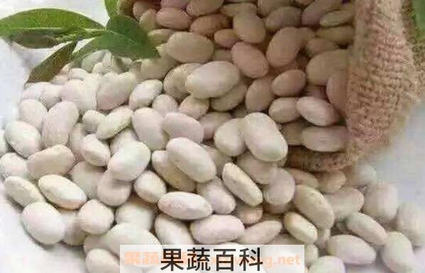 白芸豆减肥有用吗 如何吃白芸豆减肥