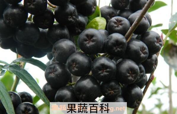 野樱莓花青素的功效与作用
