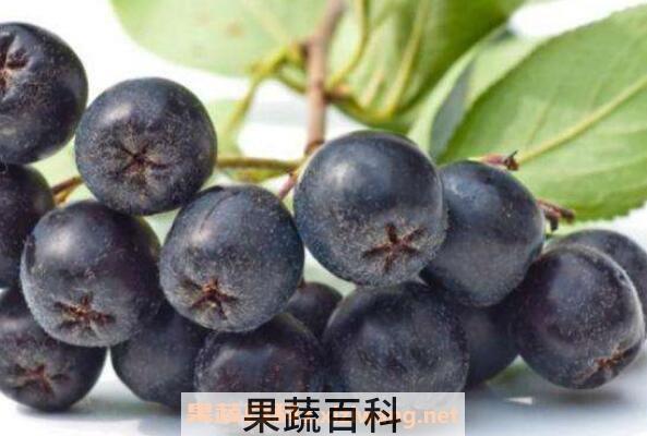 野樱莓花青素的功效与作用