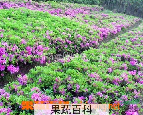 果蔬百科锦绣杜鹃