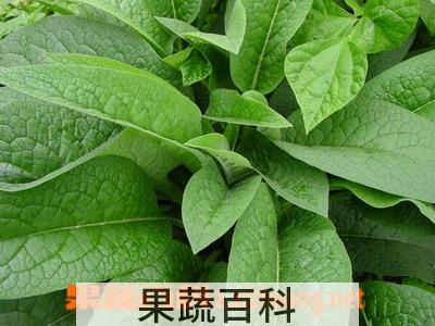 果蔬百科串叶松香草