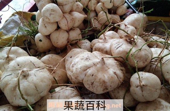 土瓜