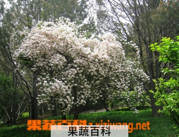 果蔬百科猬实