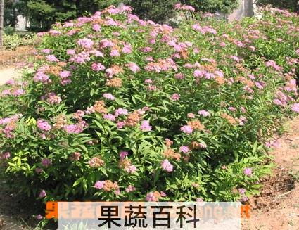 果蔬百科粉花绣线菊