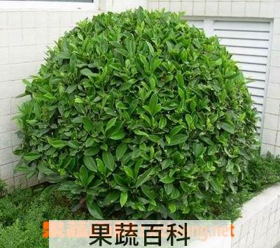 果蔬百科灰莉