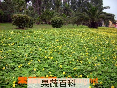 果蔬百科蔓花生