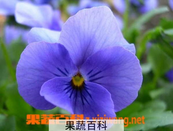 果蔬百科东北百合