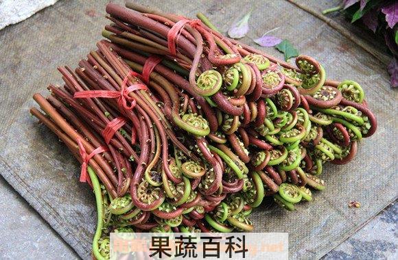 蕨菜