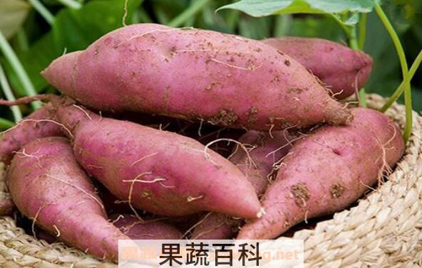 地瓜根的功效与作用