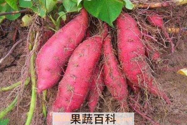 地瓜根的功效与作用