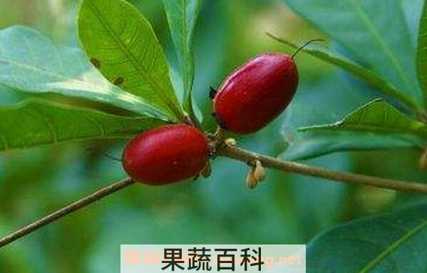 神秘果的功效与作用 神秘果的禁忌