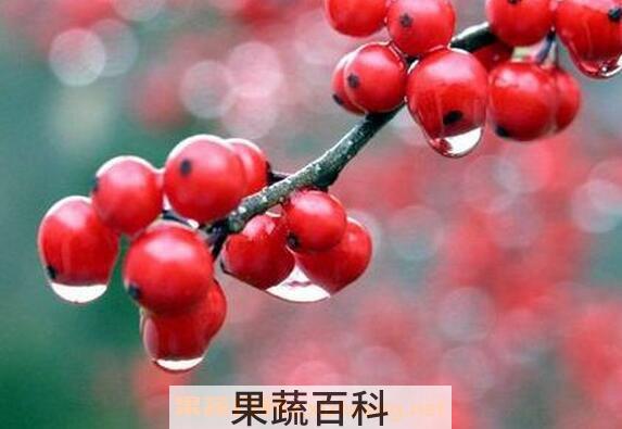 神秘果的功效与作用 神秘果的禁忌