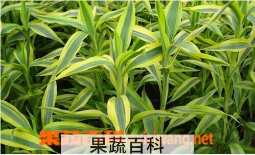 果蔬百科富贵竹