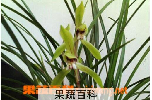 果蔬百科兰花