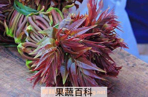 椿芽
