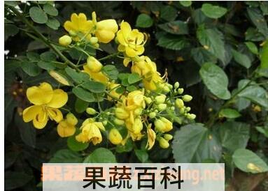 果蔬百科槐花