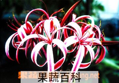 果蔬百科红花文殊兰